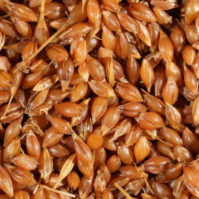 Зерновая смесь MINENKO Wild Wheat (4кг) Дикая пшеница